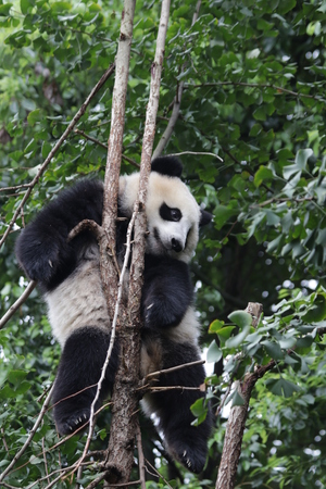 Giant Panda on the Treeの写真素材