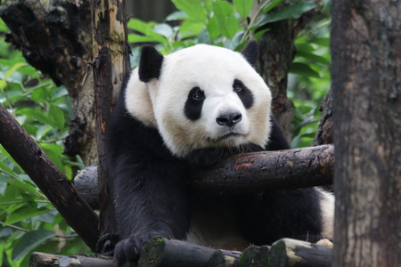 Giant Panda on the Treeの写真素材