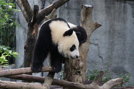 Funny Giant Pandaの写真素材