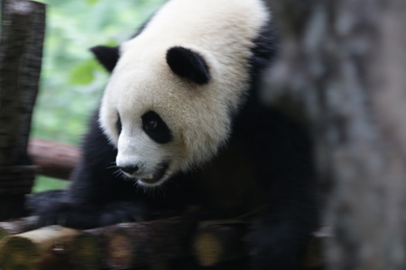 Giant Panda in Chengduの写真素材