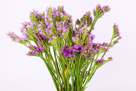 A Bouquet of Statis Flower on White Backgroundの写真素材