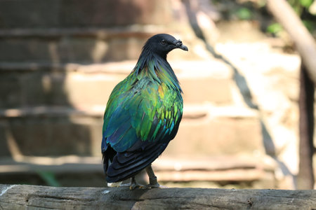 the colorful pigeon is standing on the log and looking at the cameraの写真素材