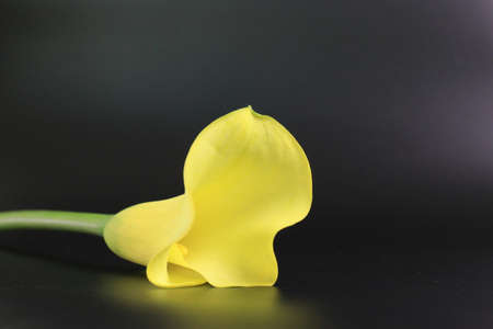 Close up Calla Lily, showing the beauty of Natureの写真素材