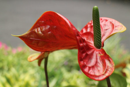 Anthurium andraeanum,Flamingo flower in the gardenの写真素材