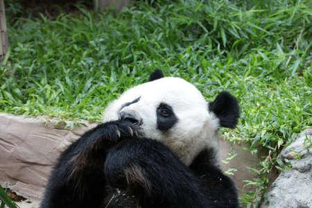 Male Panda, Chuang Chuang ,  Eating bamboo leaves , Thailandの写真素材
