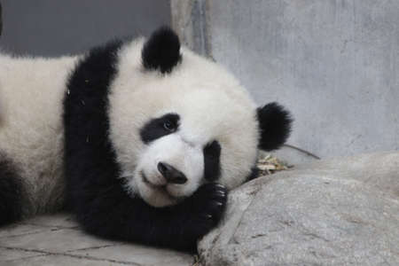 Sleeping Little panda, Chengdu, Chinaの写真素材