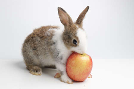 Easter Bunny Rabbit with red appleの写真素材