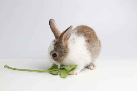 Happy  Brown Bunny Rabbit , white background.
Cute Little Fluffy Easter Bunny Rabbitの写真素材