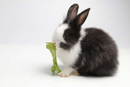 Happy Black and White Bunny Rabbit , white background.
Cute Little Fluffy Easter Bunny Rabbitの写真素材