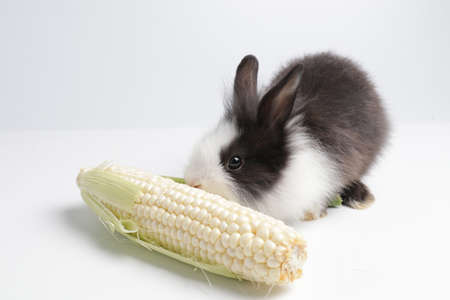 Happy Bunny Rabbit , white background.
Cute Little Fluffy Easter Bunny Rabbitの写真素材