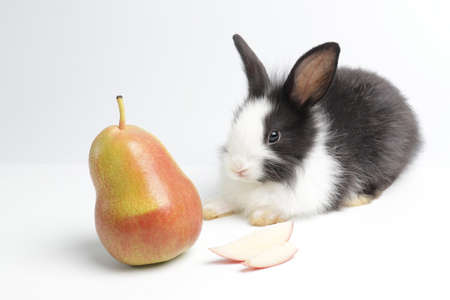 Happy Bunny Rabbit , white background.
Cute Little Fluffy Easter Bunny Rabbitの写真素材