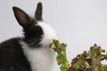 Fluffy Bunny Rabbit eating Fresh Vegetable, Easter Dayの写真素材