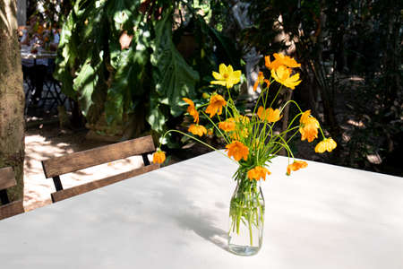 Blooming yellow Starburst Flowers in a vase, afternoon tea in the gardenの写真素材