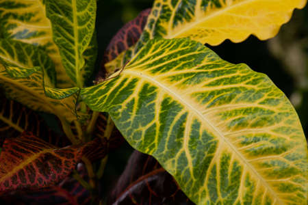 Close up Texture and Pattern of Green Leafの写真素材