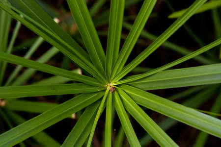 Close up Texture and Pattern of Green Leafの写真素材