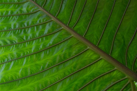 Close up Texture and Pattern of Green Leaf
