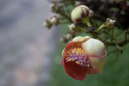 Close up Bright Pink Flower, Cannonball flower, Buddhism Treeの写真素材