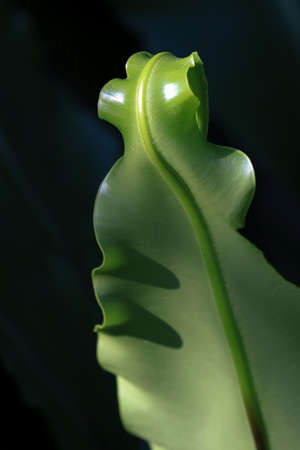 Beauty of Nature, Close up Texture and Pattern of Green Leaf