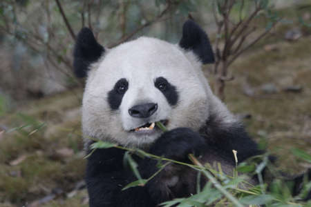Little panda eating bamboo, Chengdu, China.