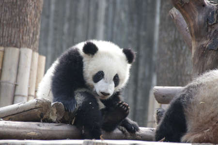 A portrait of Little Baby  panda, Chengdu, China