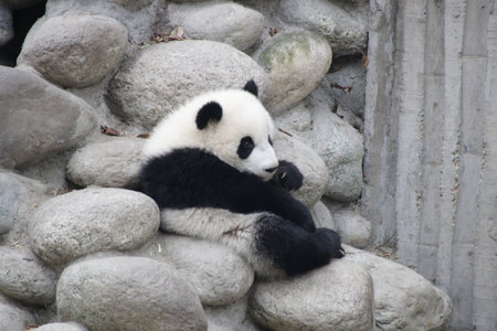 Cute Posture of Little Fluffy Panda , Chengdu Panda Base, chinaの写真素材