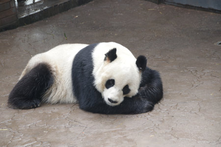 a giant panda is sleeping in the zoo. Chengdu, Chinaの写真素材