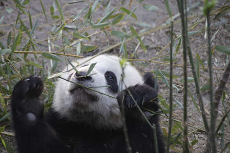 Giant panda eating bamboo leaves in Chengdu, China.の写真素材