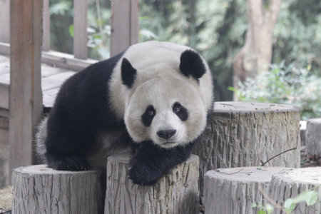 a giant panda in the zoo at chengdu chinaの写真素材