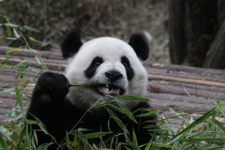 Giant panda eating bamboo in Chengdu, Sichuan Province, Chinaの写真素材