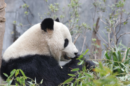 Giant panda eating bamboo leaves in Beijing zoo, China.の写真素材