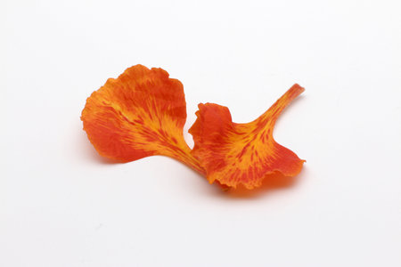 Orange flower petal on a white background, close-up.の写真素材