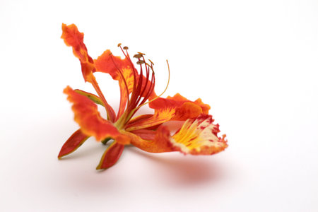 Delonix regia is a species of flowering plant in the genus Delonix.の写真素材