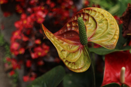 Anthurium andraeanum, also known as flamingo flower or flamingo flower.