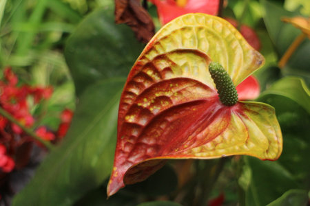 Anthurium andreanum flower in the botanical garden