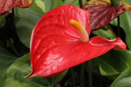 Anthurium andraeanum, also known as flamingo flower