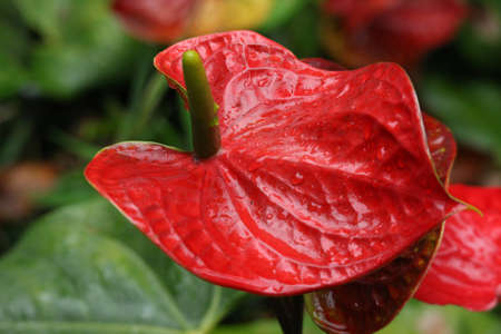 Close up Blooming Flamingo Flower