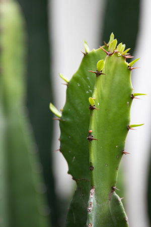 Close up of green cactus in the botanical garden. Selective focus.