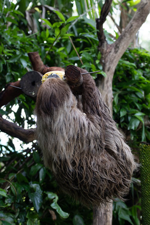 Close up of a two-toed sloth hanging on a tree branch