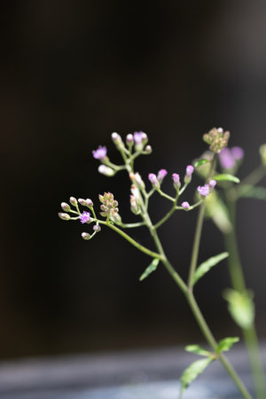 A selective focus shot of a small purple flower on a blurred background