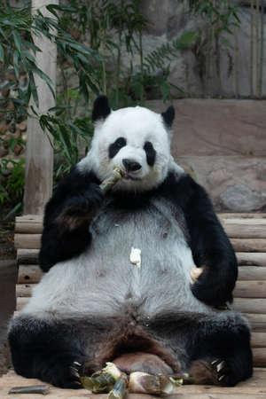 Funny Pose of Panda in Thailand. Lin Huiの写真素材