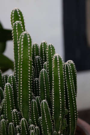 Close up Green Cactus , showing detail of texture and pattern of spikes