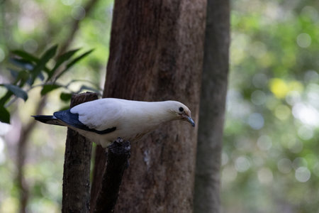 Pigeon sitting on a tree branch in the rainforest.の写真素材