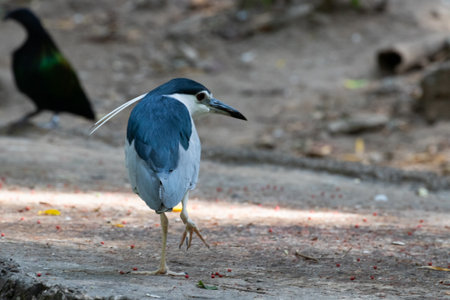 Close up Little Heron Bird, Cute Blue Bird walking on the ground with two white long feathersの写真素材