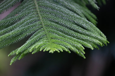 Close up of a green leaf of a coniferous tree.