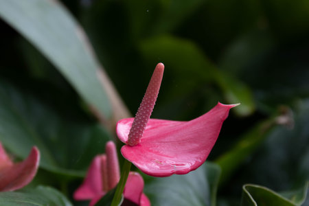 Red Blooming Anthurium Flower with the background of Green Leaves