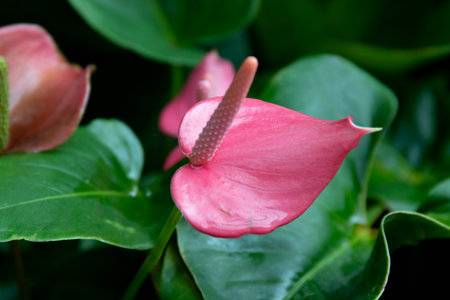 Red Blooming Anthurium Flower with the background of Green Leavesの写真素材