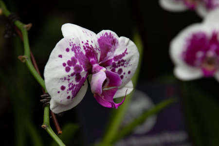 Beautiful white and purple orchid on a black background. Close-up.の写真素材