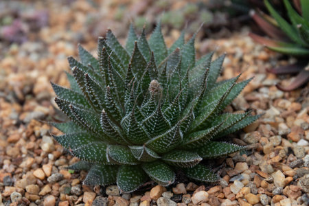 Succulent plant in the botanical garden. Natural background.の写真素材