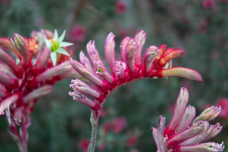 Blooming Pink Flowers meadow , Kangaroo Paw Bush Pearlの写真素材