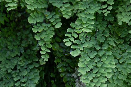 Green leaves background, ferns close-up in the gardenの写真素材
